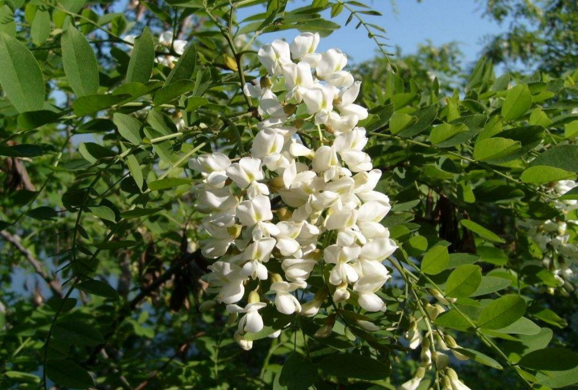 国槐-Sophora japonica Linn.