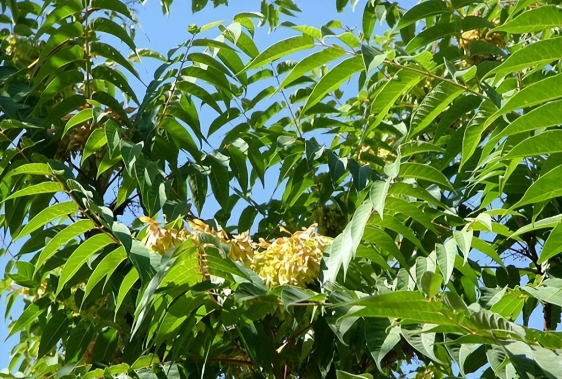 臭椿-Ailanthus altissima Swingle