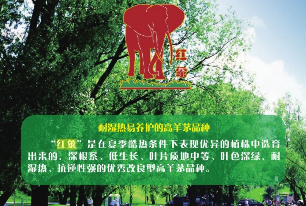 红象