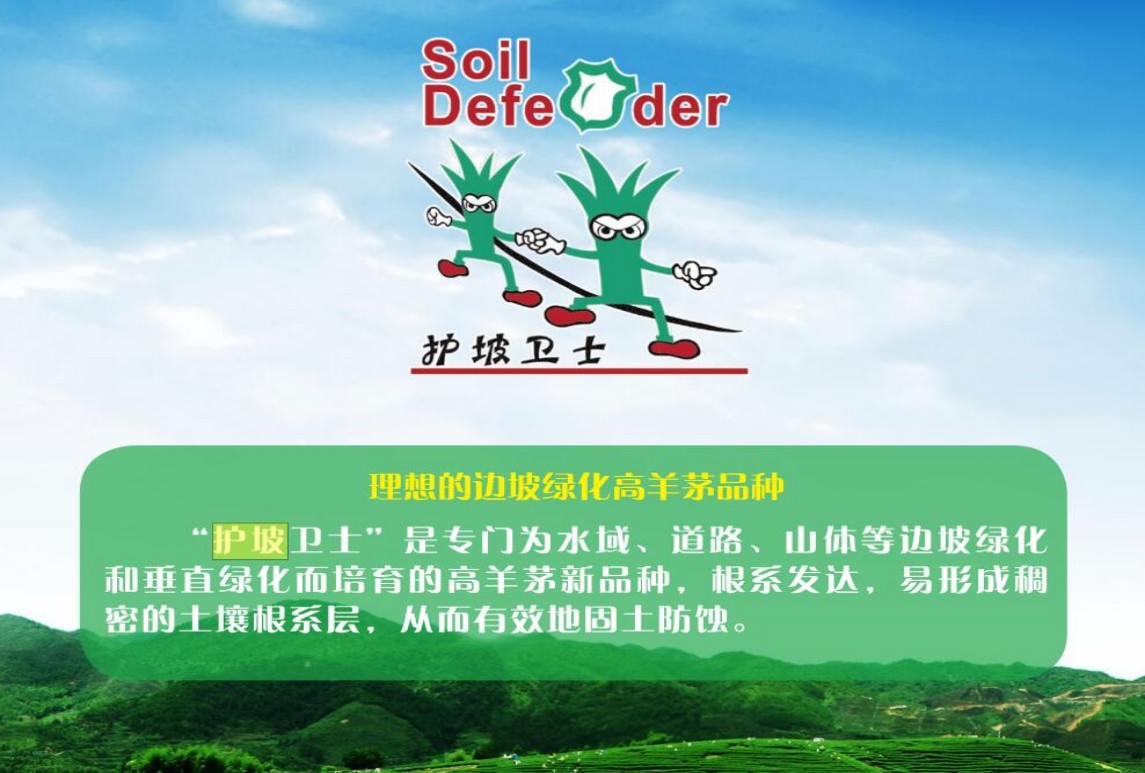高羊茅-护坡卫士