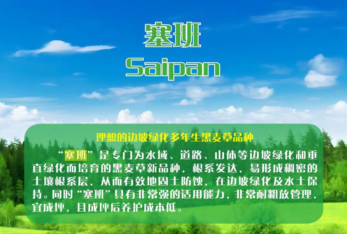 黑麦草-塞班