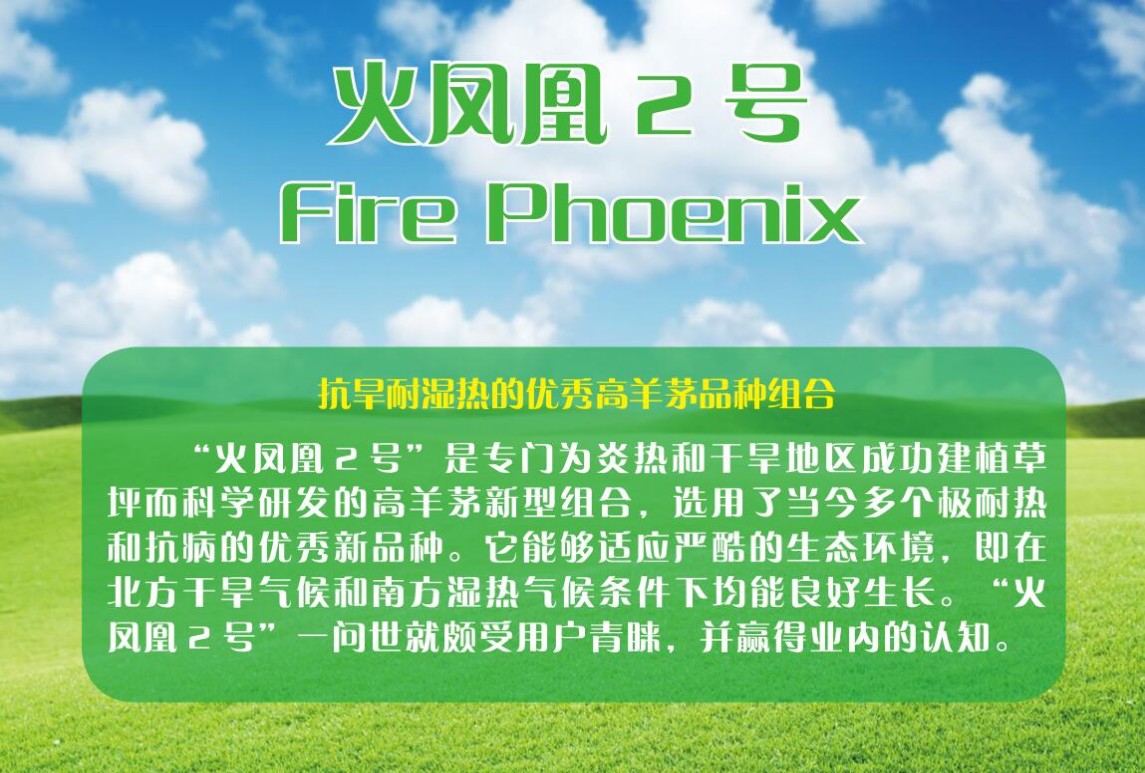 高羊茅-火凤凰2号