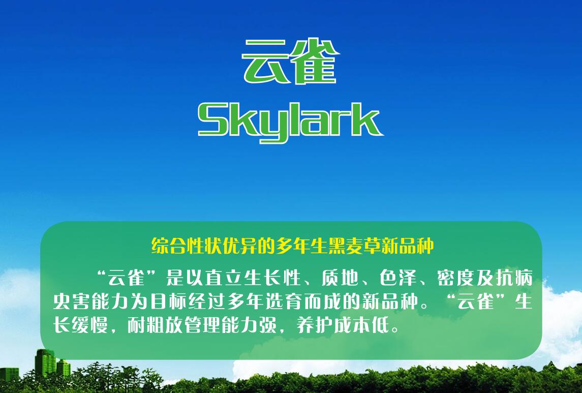 黑麦草-云雀
