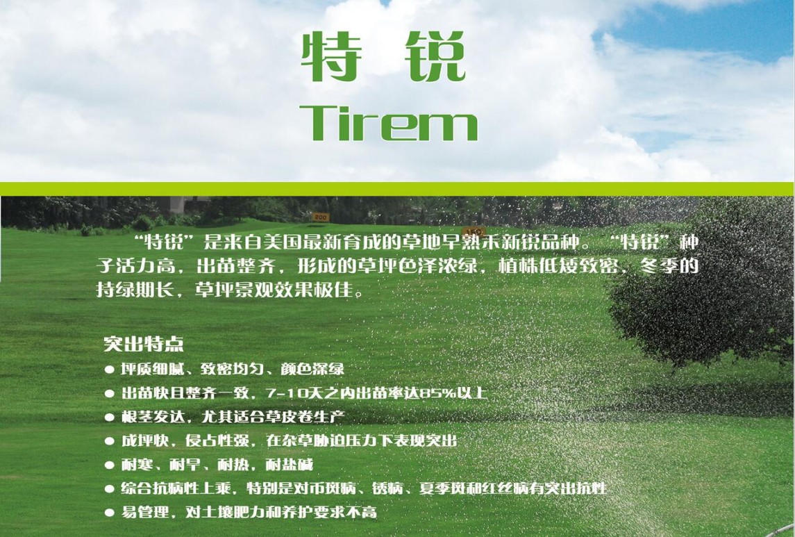 草地早熟禾-特锐