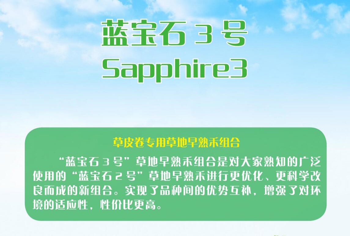 草地早熟禾-蓝宝石3号
