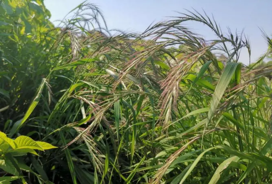 披碱草