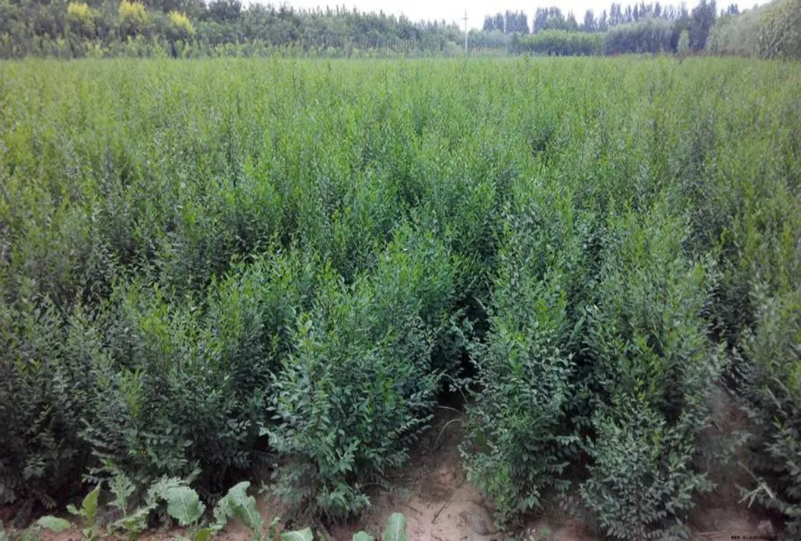 榆树-Ulmus pumila L.