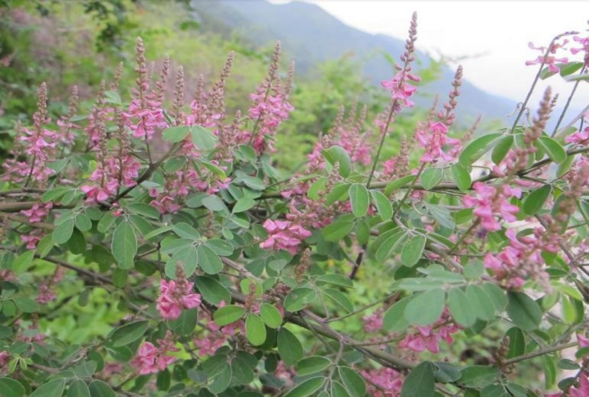 多花木兰-Magnolia multiflor