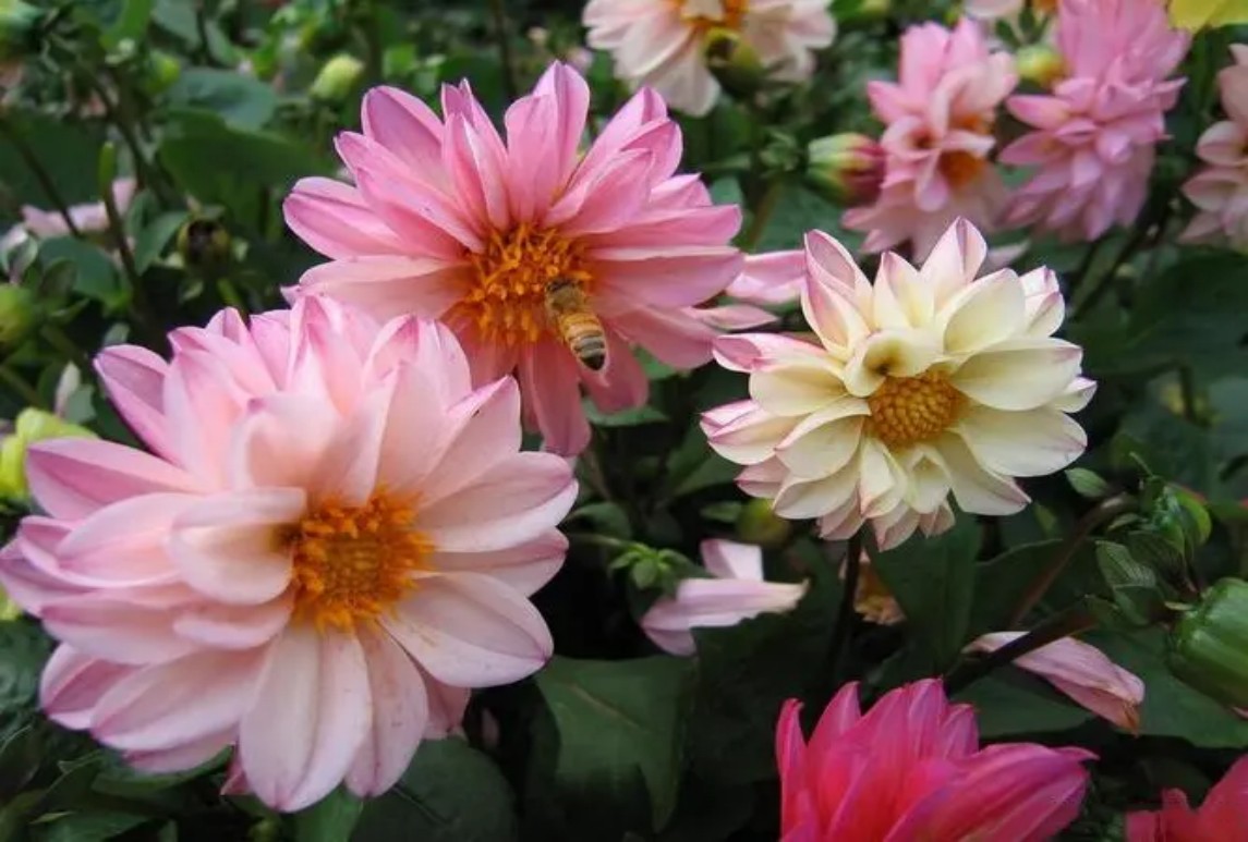 小丽花