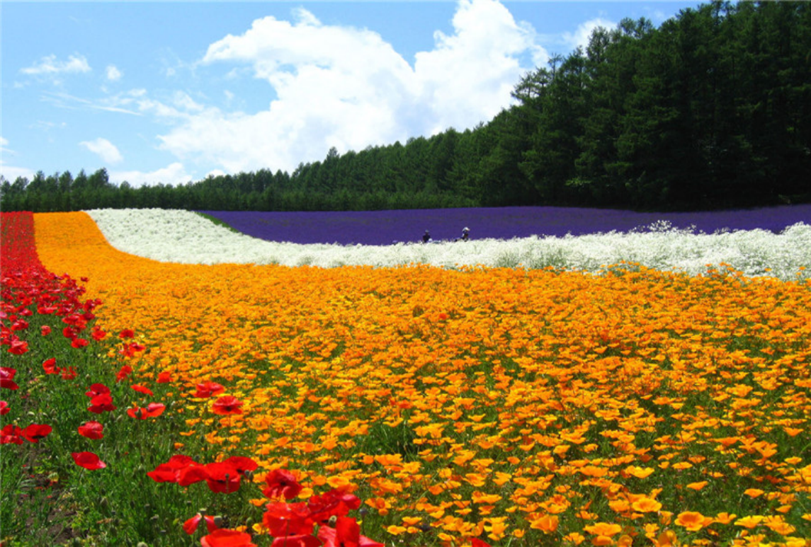 花海案例赏析