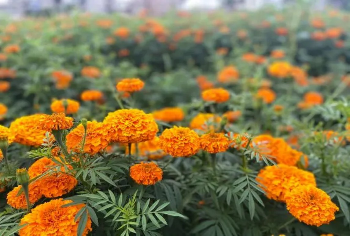 万寿菊
