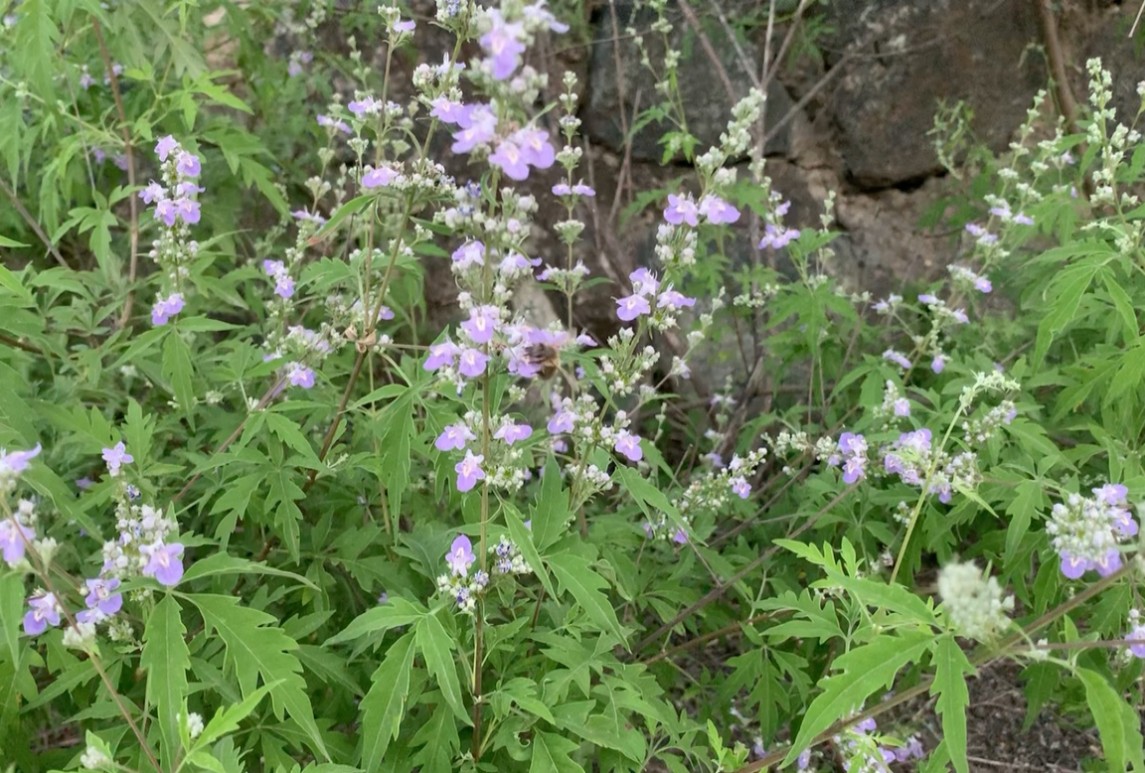 荆条-Vitex negundo var. heterophylla