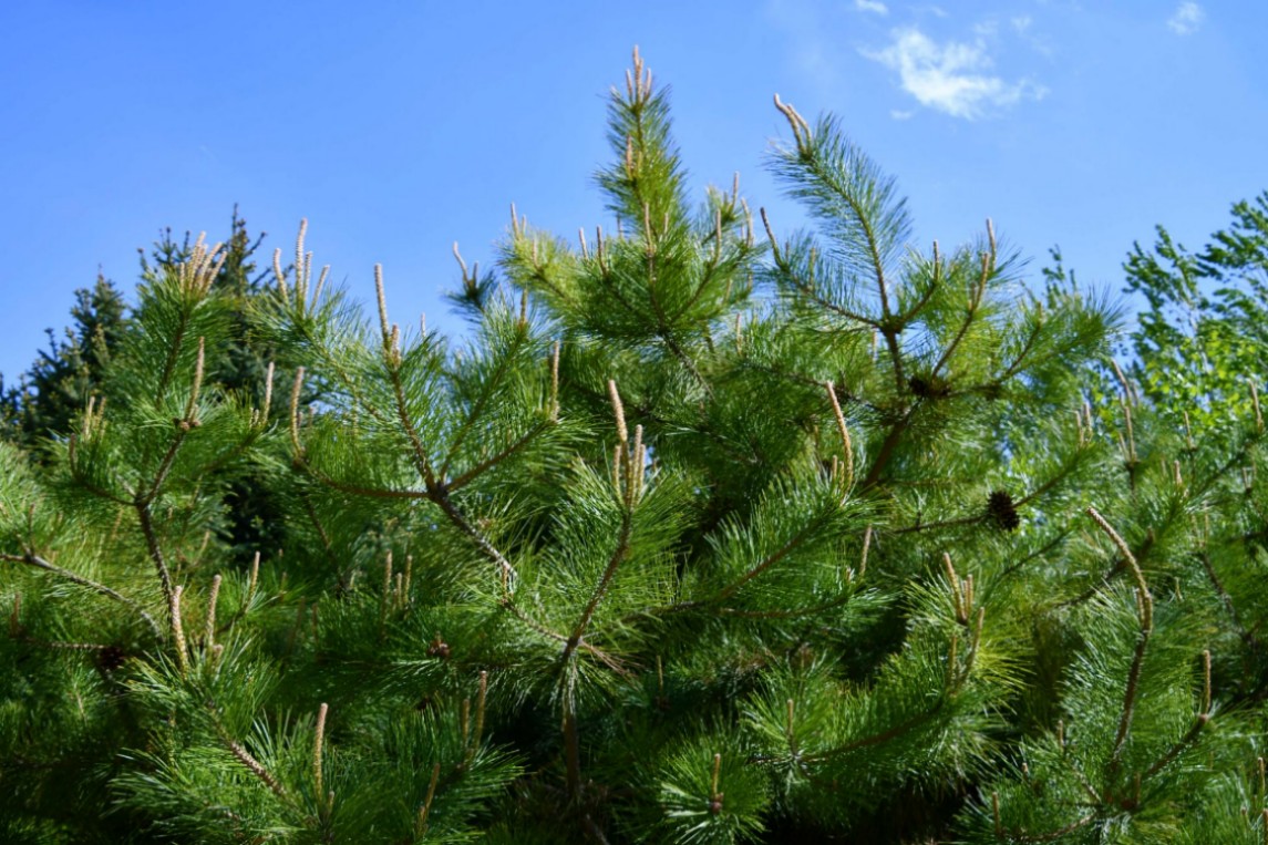 马尾松 拉丁名：Pinus massoniana Lamb