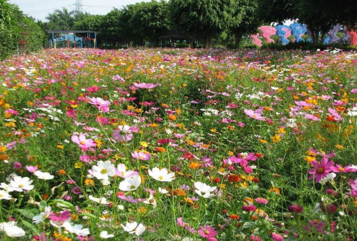快速建植组合-彩虹浪潮