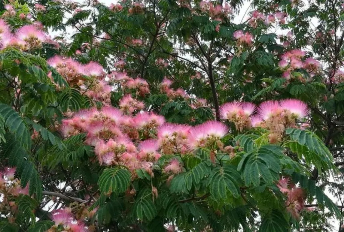 合欢-Albizzia julibrissin Durazz