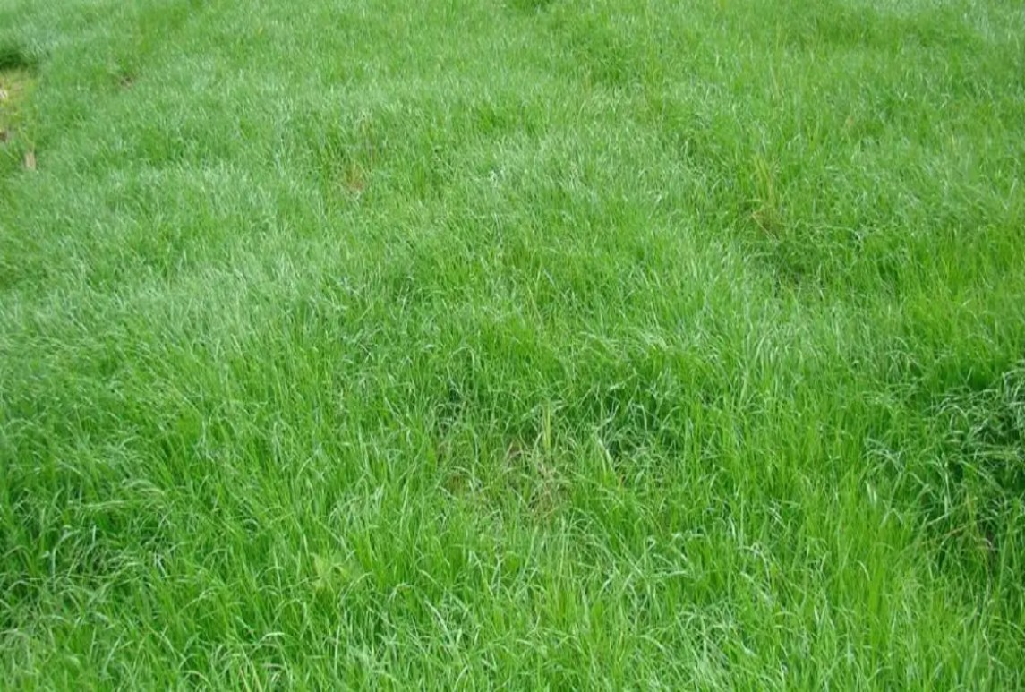黑麦草-护坡