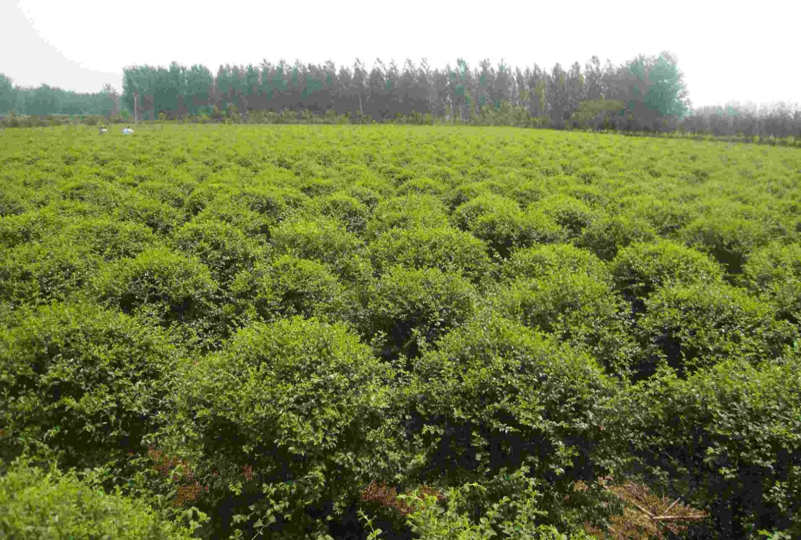 小叶女贞-Ligustrum quihoui Carr.