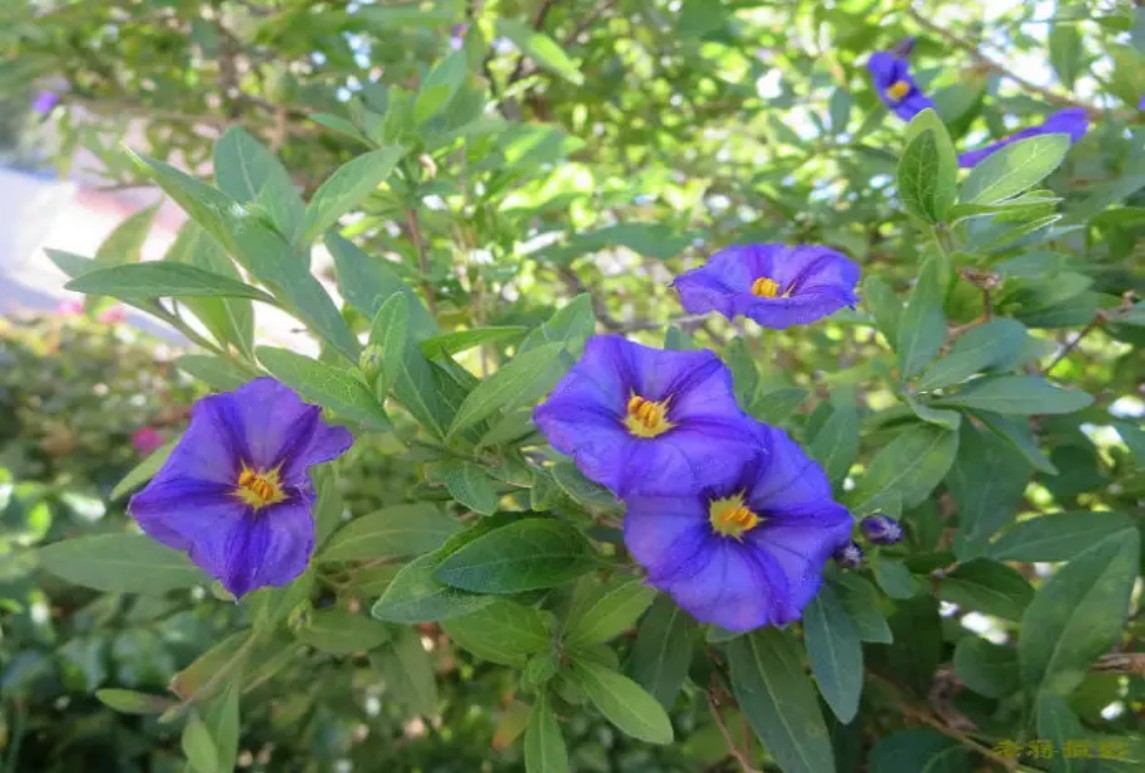 灌木蓝花茄