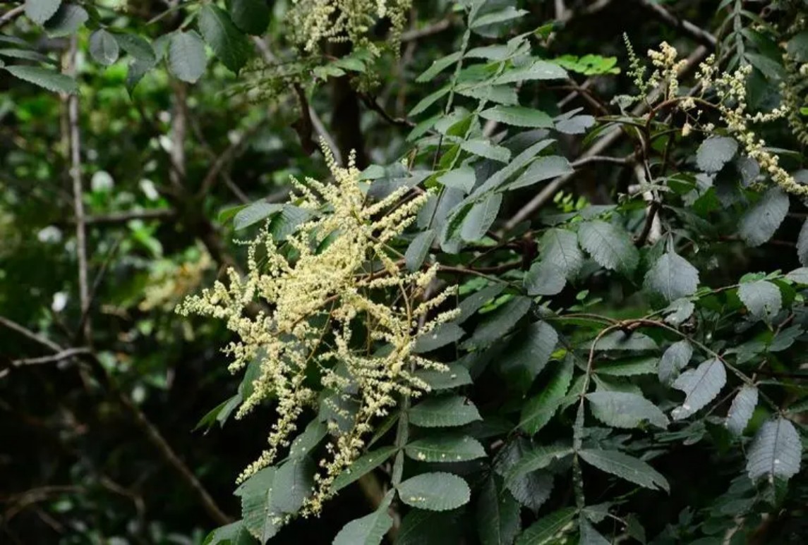 盐肤木 拉丁名：Rhus chinensis Mill.