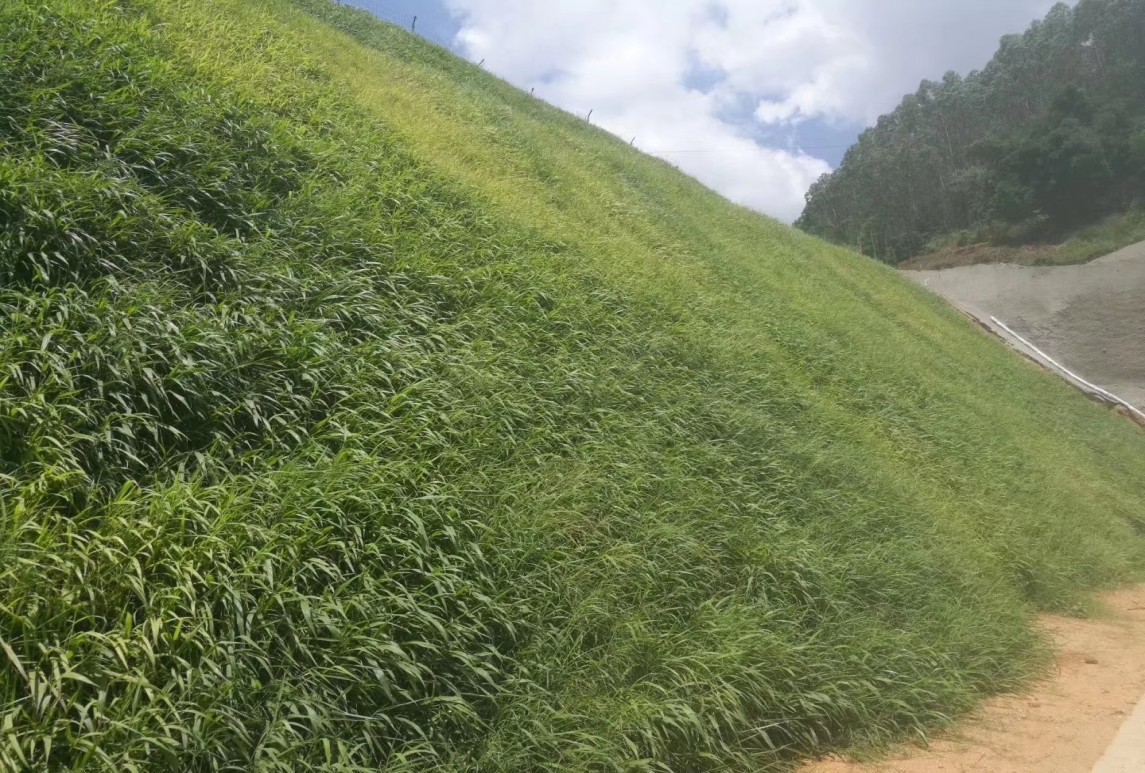 边坡绿化植物选择