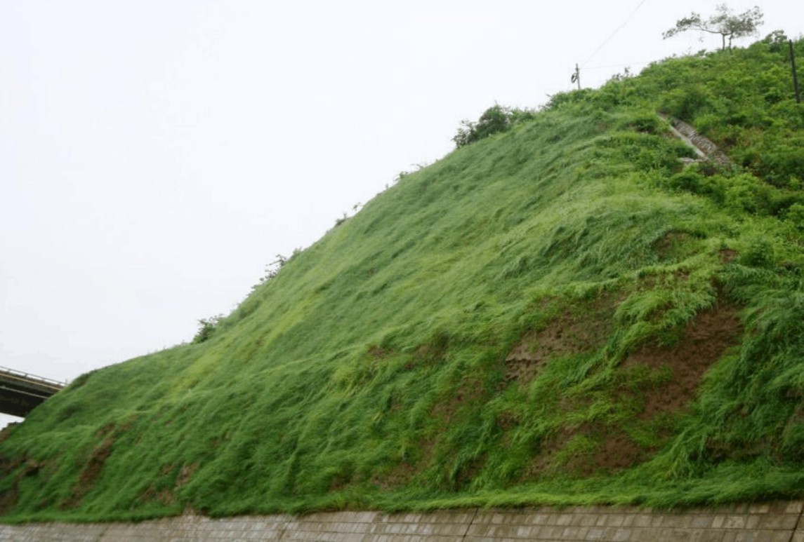 边坡绿化美化植物选择
