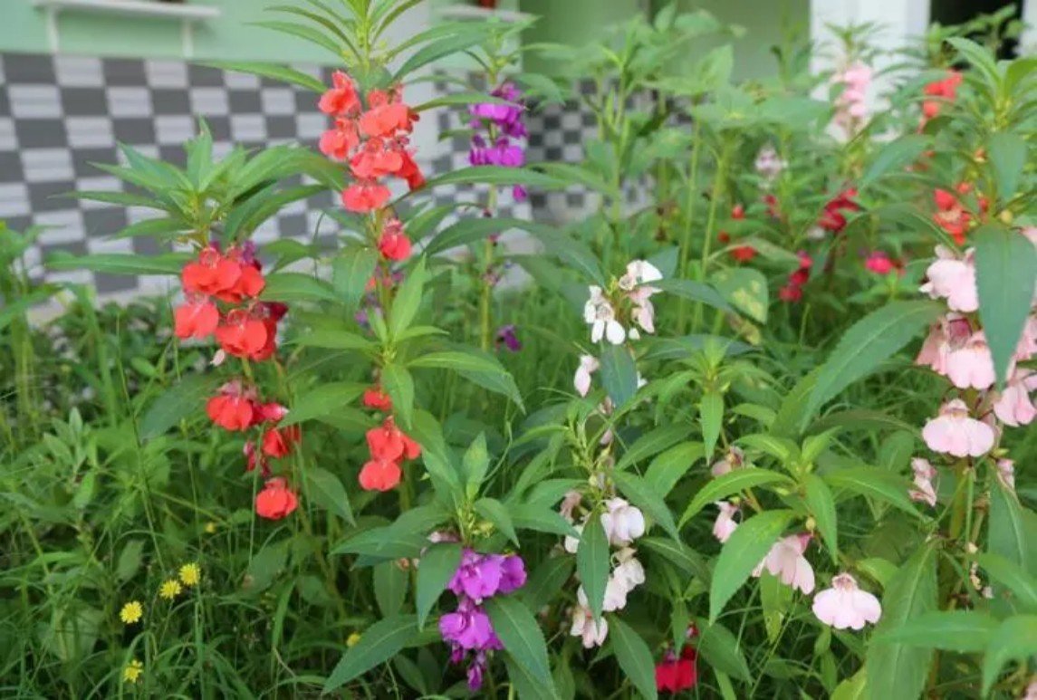 凤仙花