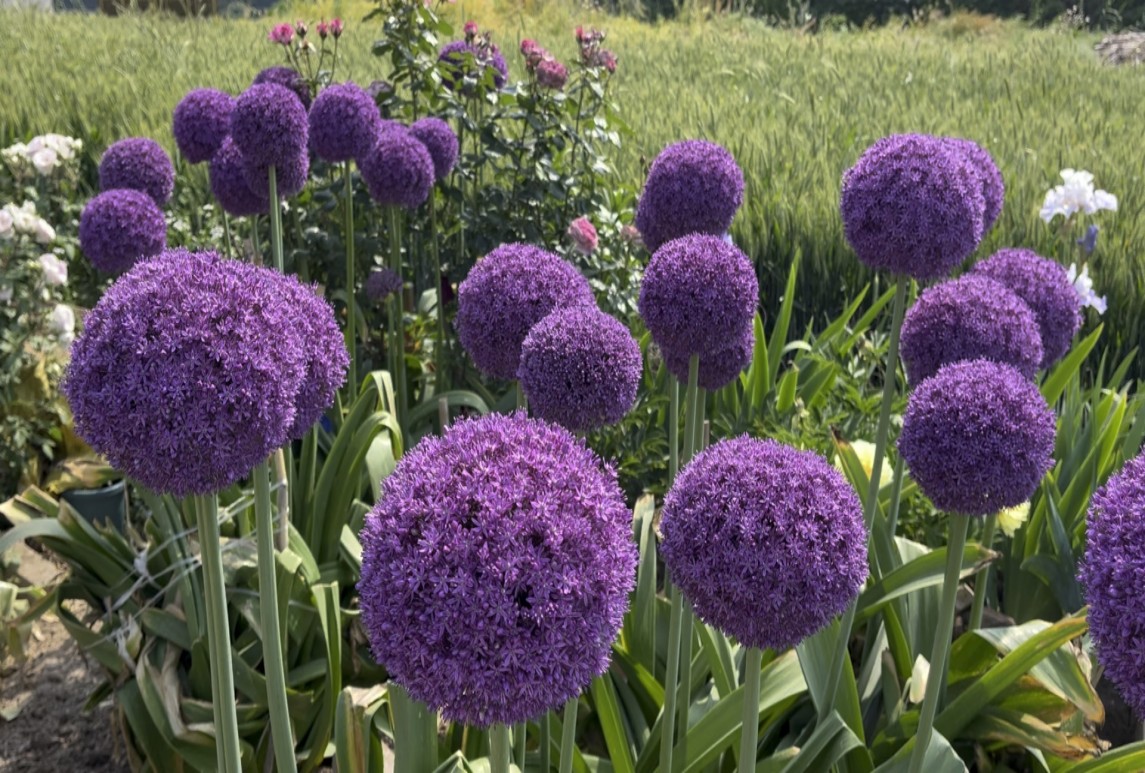 花葱