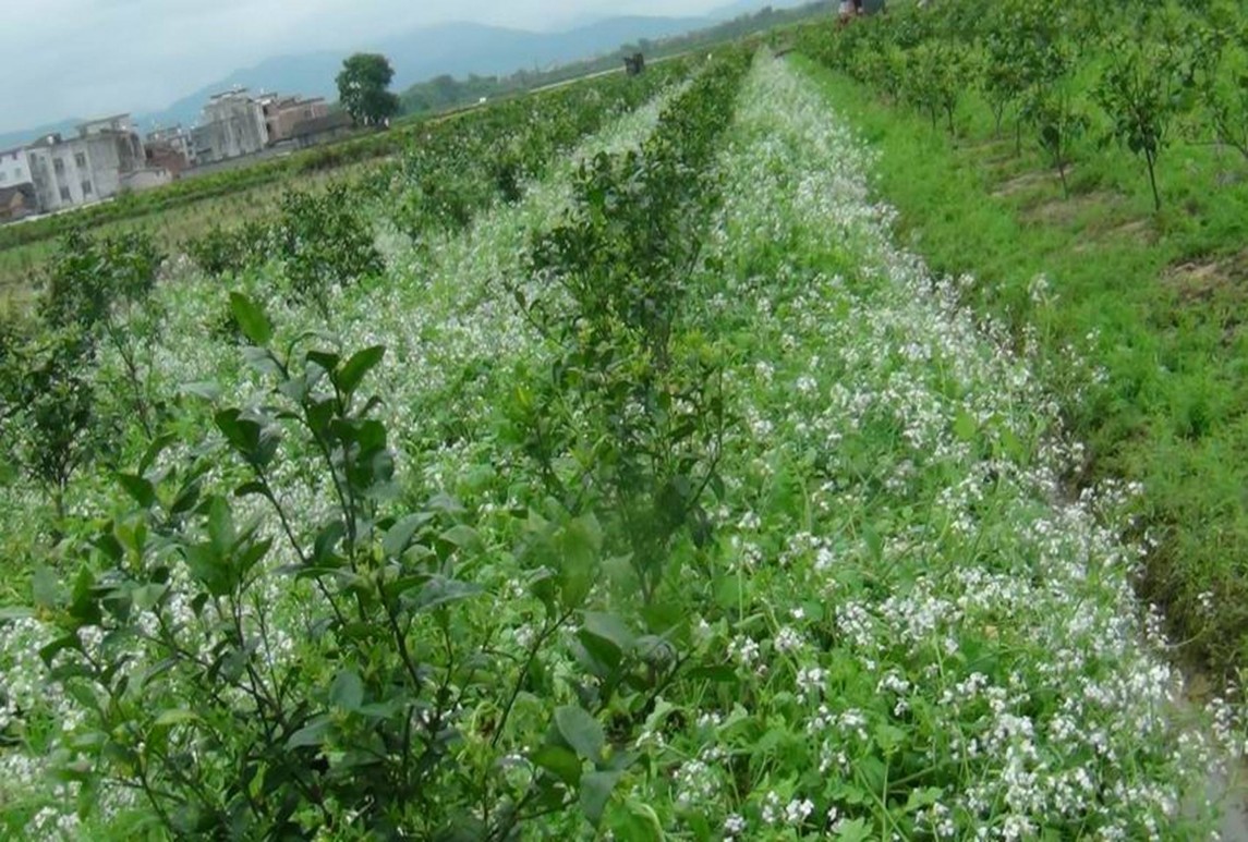 十字花科芸薹属饲用作物