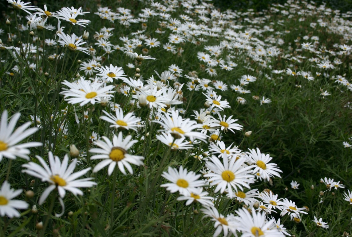 白晶菊