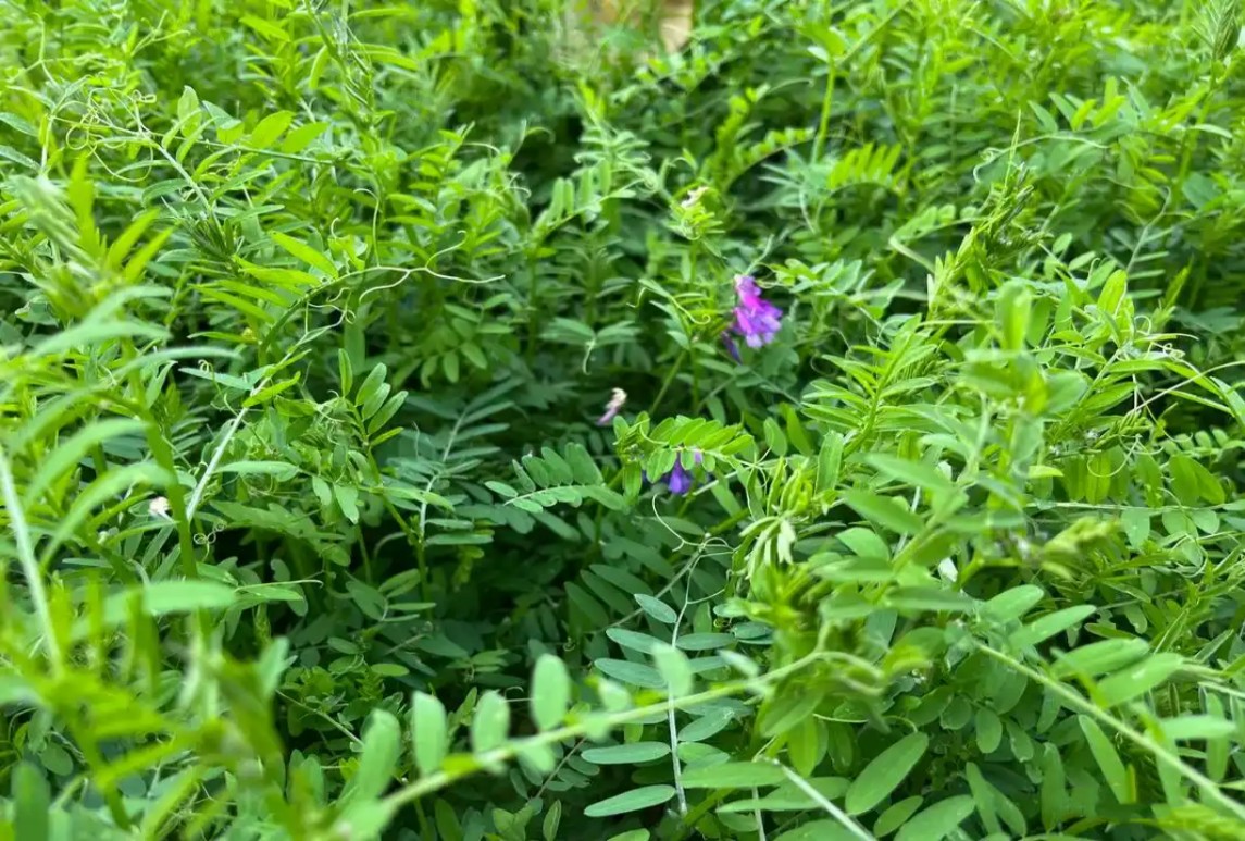果园生草绿肥，毛苕子如何播种简单又好种？