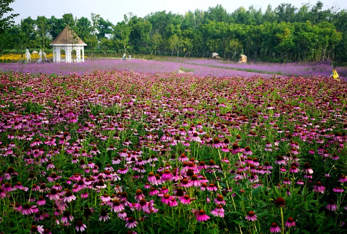 紫松果菊的催芽方法