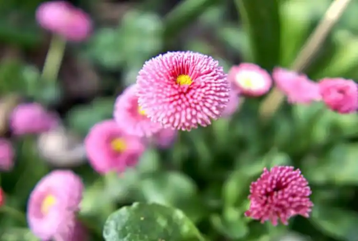 雏菊