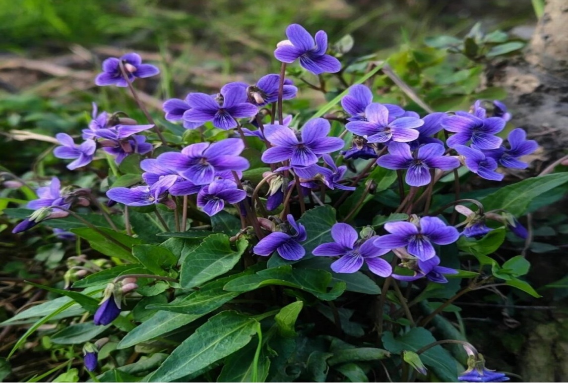 园林常用蓝紫色系草花合集