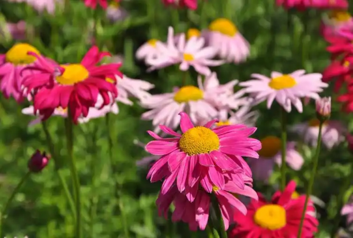 除虫菊