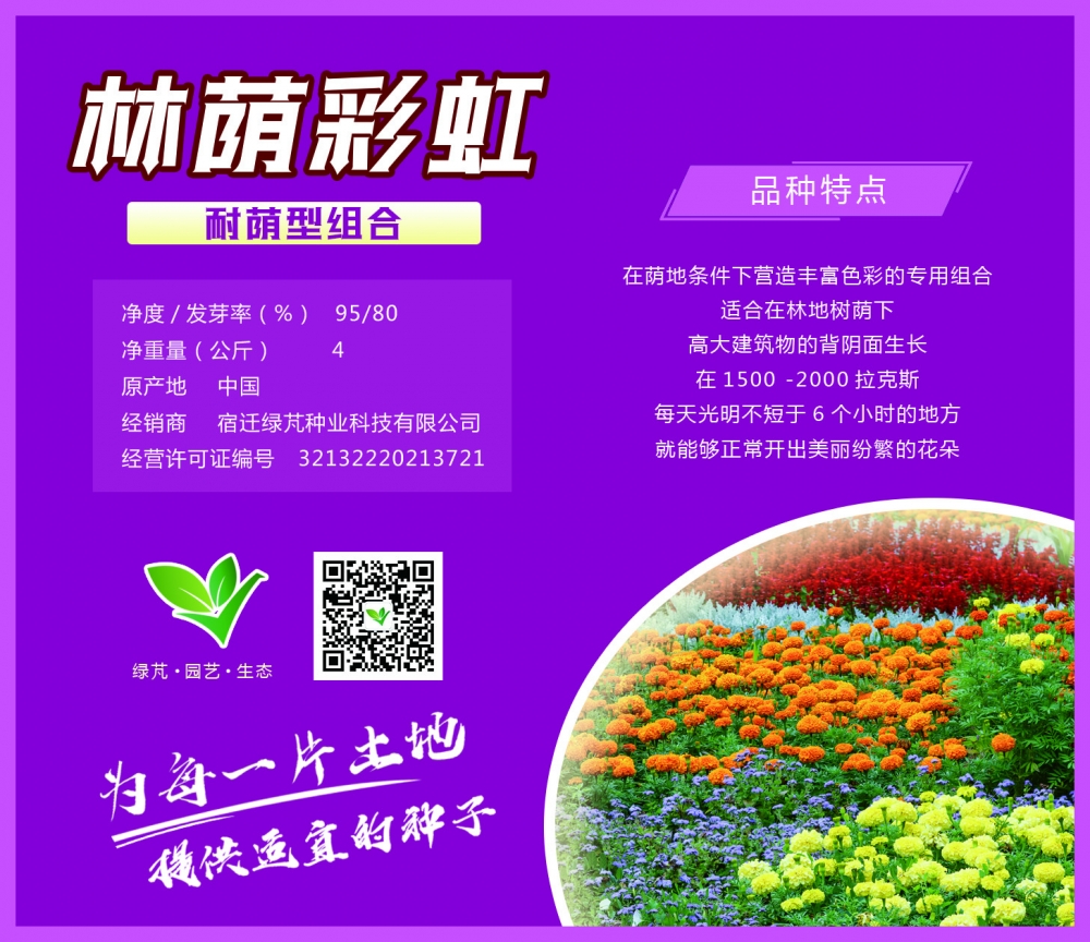 林荫彩红-耐阴性